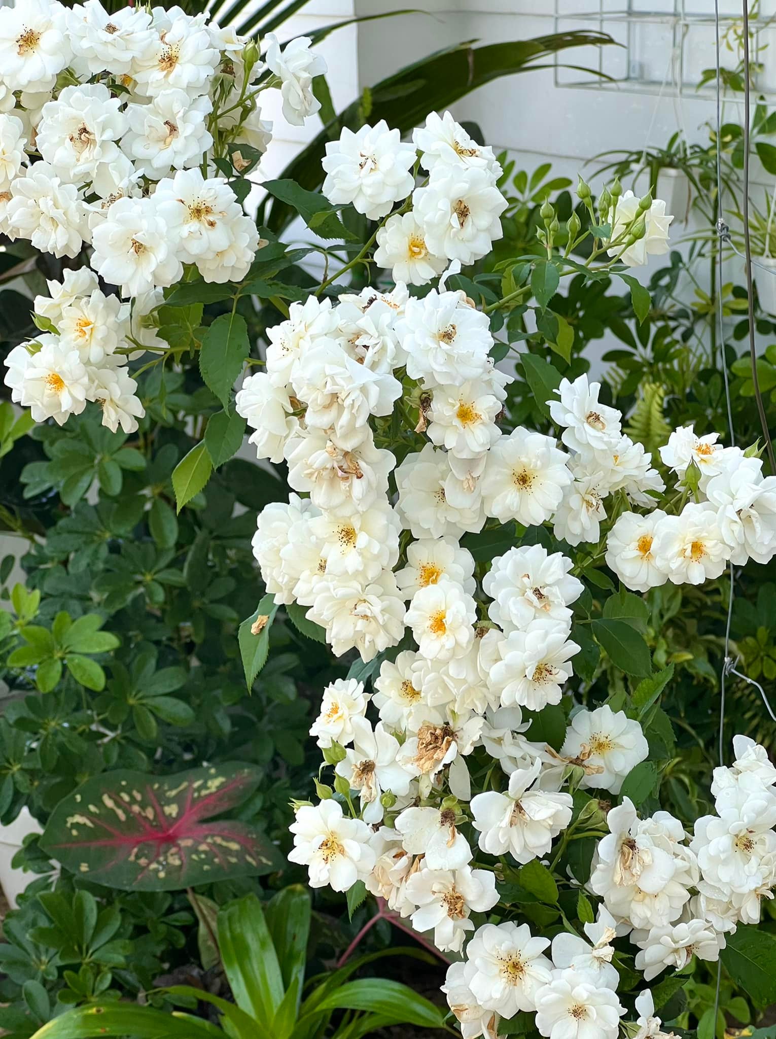 Vườn hồng amp;#34;bạc tỷamp;#34; của vợ chồng MC Quyền Linh khiến nhiều người cả đời mơ ước - 15