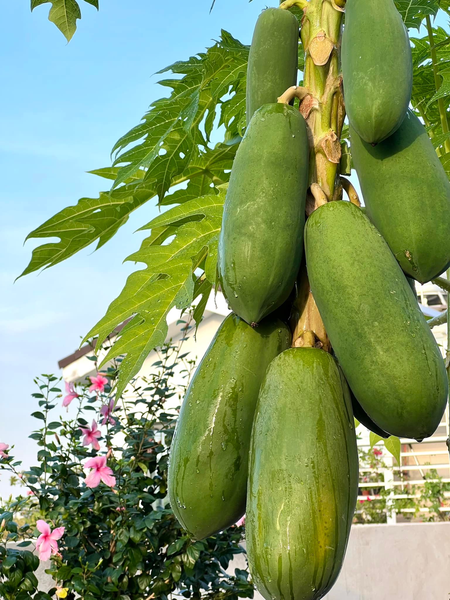 Vườn hồng amp;#34;bạc tỷamp;#34; của vợ chồng MC Quyền Linh khiến nhiều người cả đời mơ ước - 19