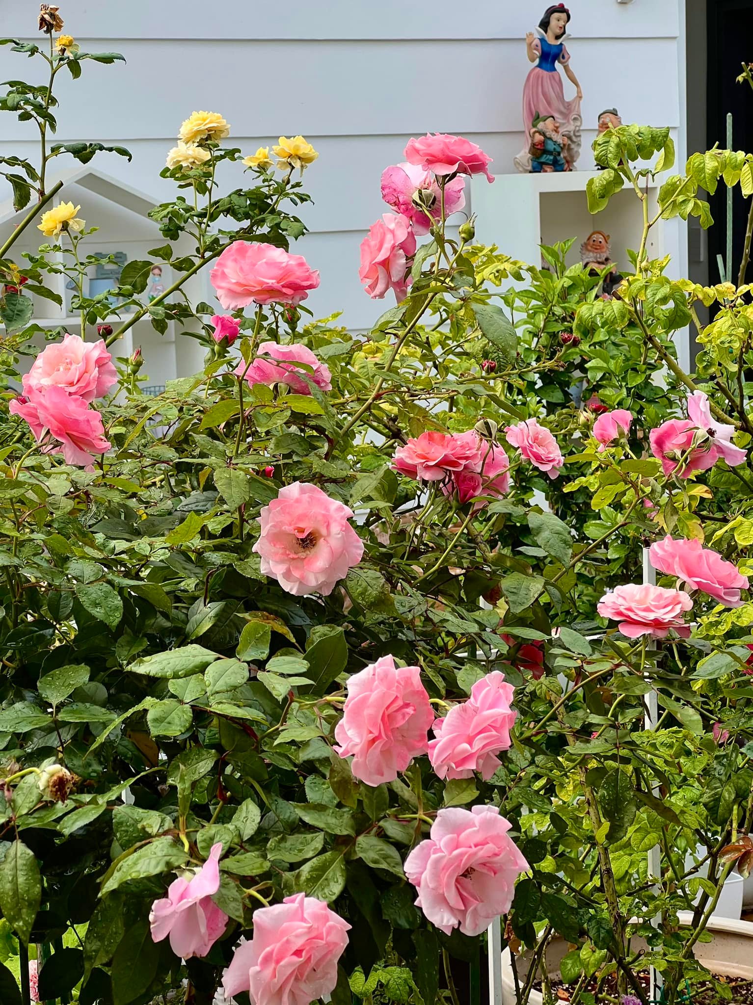 Vườn hồng amp;#34;bạc tỷamp;#34; của vợ chồng MC Quyền Linh khiến nhiều người cả đời mơ ước - 4