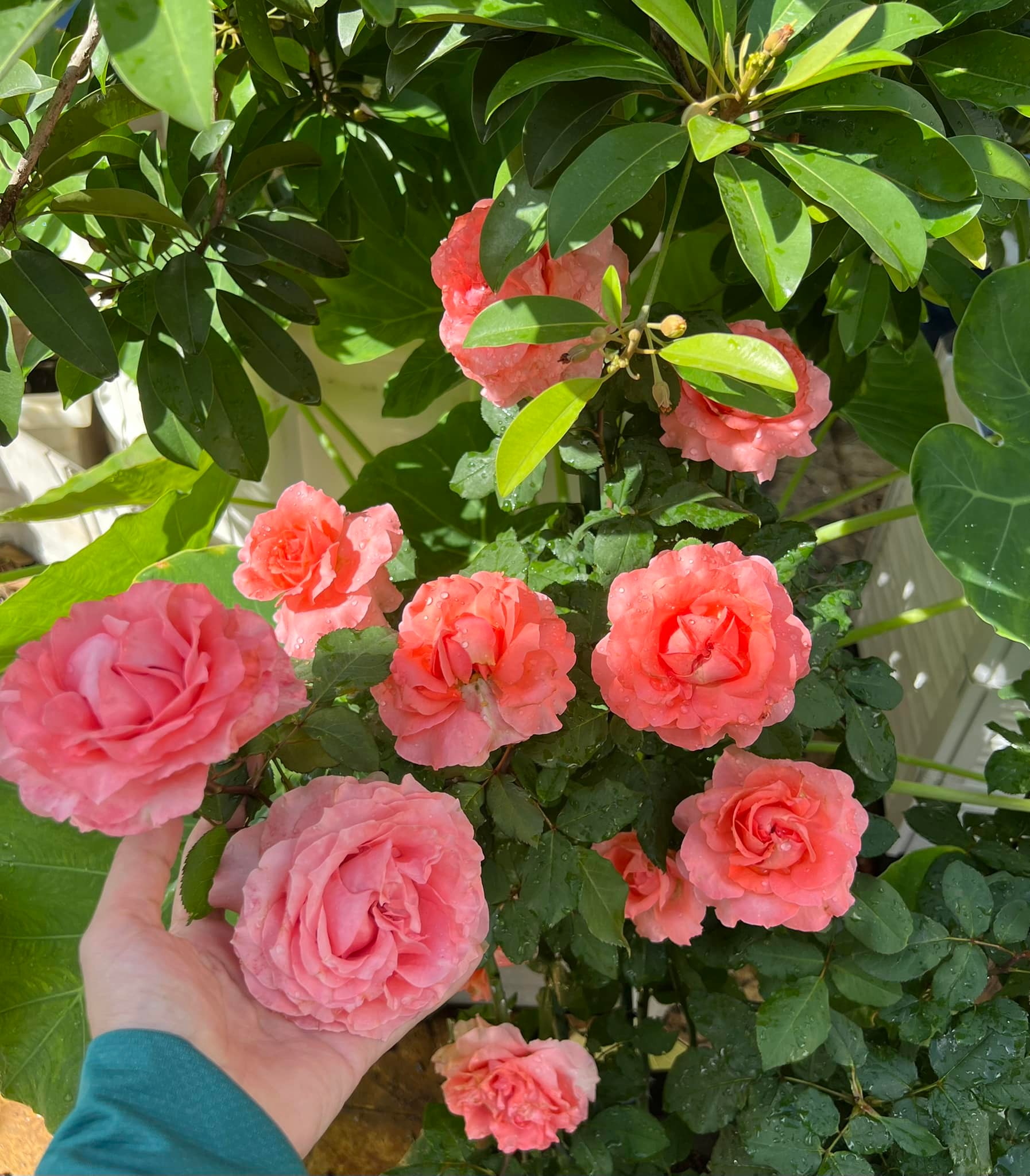 Vườn hồng amp;#34;bạc tỷamp;#34; của vợ chồng MC Quyền Linh khiến nhiều người cả đời mơ ước - 13