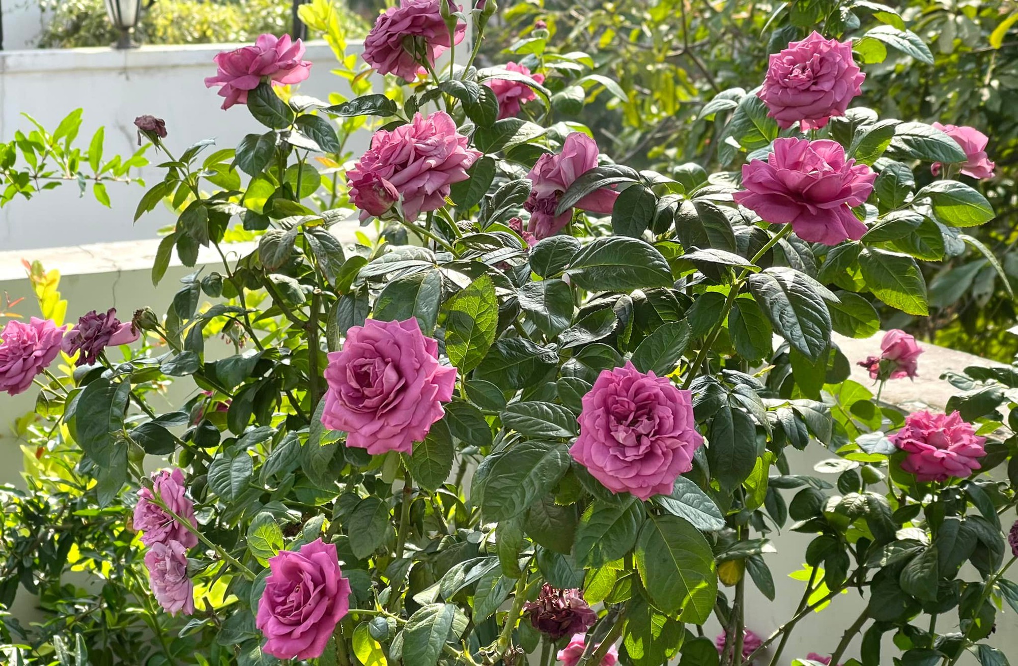 Ảnh: FB Dạ Thảo