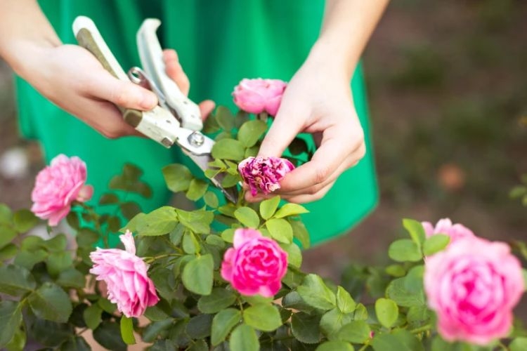 Vườn hồng amp;#34;bạc tỷamp;#34; của vợ chồng MC Quyền Linh khiến nhiều người cả đời mơ ước - 23