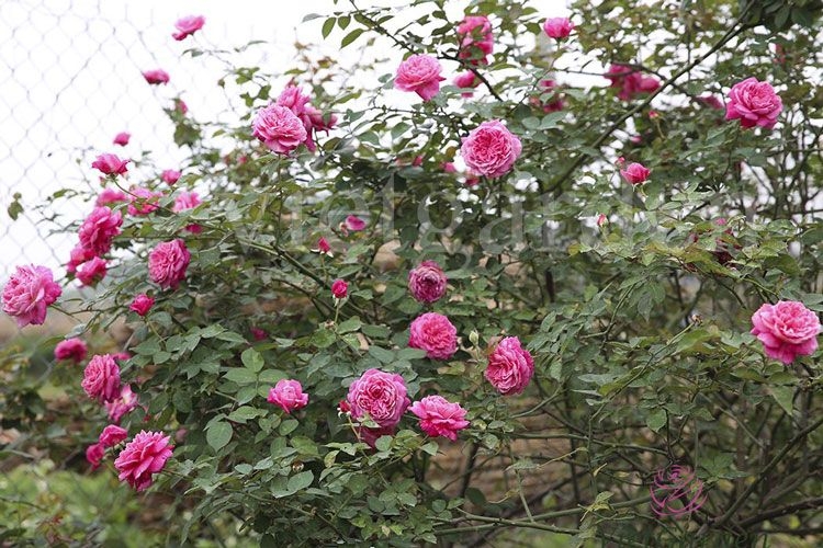 Vườn hồng amp;#34;bạc tỷamp;#34; của vợ chồng MC Quyền Linh khiến nhiều người cả đời mơ ước - 26