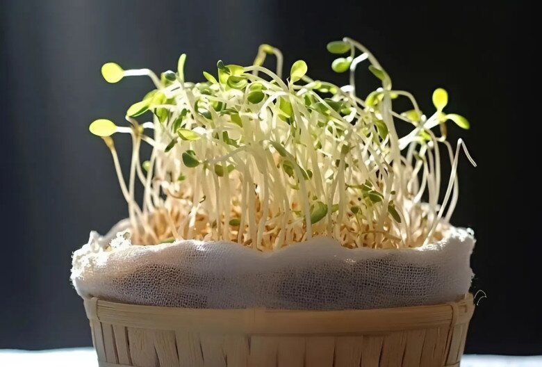 Khi ăn giá đỗ, bạn cần lựa chọn nguồn giá sạch, không ủ hoá chất để bảo vệ an toàn cho sức khoẻ (Ảnh minh hoạ)