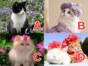 Bà bầu - Trắc nghiệm: Chọn 1 con mèo theo trực giác để biết bạn sẽ sinh bao nhiêu đứa trẻ trong đời