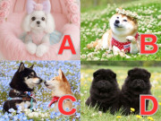 Bà bầu - Trắc nghiệm: Chọn 1 chú cún theo trực giác để biết em bé sau này giống bố hay mẹ hơn