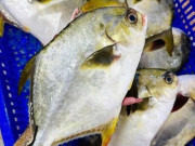 Yêu con - Loại cá được mệnh danh "đệ nhất ngư", bổ dưỡng hơn cá hồi, ít xương, ngọt tự nhiên rất tốt cho trẻ