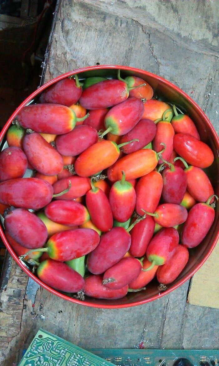 Cây dại ở quê leo đầy hàng rào, lá ngắt làm rau, quả ăn ngon ngọt như cà chua được coi là “đặc sản” - 3