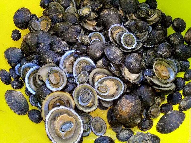 Loài ốc nghe tên giống một bộ phận nhạy cảm, lại là đặc sản ngon ngọt hiếm hơn cả bào ngư - 1