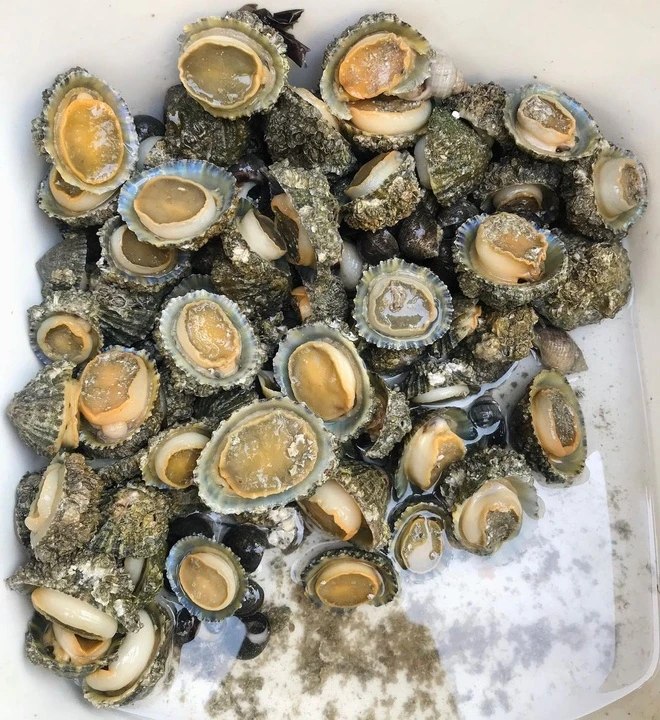 Loài ốc nghe tên giống một bộ phận nhạy cảm, lại là đặc sản ngon ngọt hiếm hơn cả bào ngư - 2