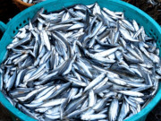 3 loại cá biển Việt Nam bổ dưỡng không kém cá hồi, giá thành còn rẻ, có thể tìm mua đầy ở chợ