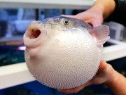 Lifestyle - Loài cá có độc chết người lại là đặc sản tươi ngon khiến du khách sành ăn mê mẩn, phải bỏ cả tiền triệu để thưởng thức