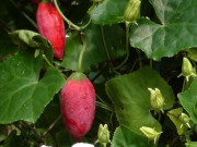 Lifestyle - Cây dại ở quê leo đầy hàng rào, lá ngắt làm rau, quả ăn ngon ngọt như cà chua được coi là “đặc sản”