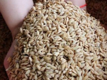 "Hạt ngọc trời" là đặc sản của người Bahnar, mất hơn tám tháng mới được thu hoạch, trải qua ba lần mưa nắng lớn nhất trong năm
