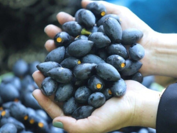 Thứ quả xưa rụng đầy gốc bị chê “hăng” nay thành đặc sản mùa thu gợi nhớ tuổi thơ, có giá từ 100.000 - 150.000 đồng