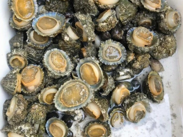 Loài Ốc Nghe Tên Giống Một Bộ Phận Nhạy Cảm, Lại Là Đặc Sản Ngon Ngọt Hiếm Hơn Cả Bào Ngư