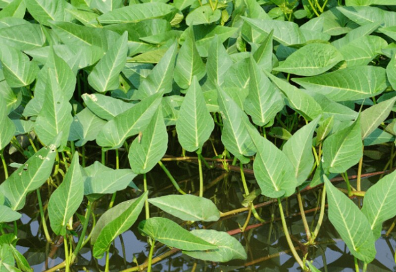 Là món rau quen thuộc trên mâm cơm Việt, rau muống nước thường được trồng ở ao, mương tù đọng nên có nguy cơ “ngậm” ký sinh trùng gây hại cho gan, đường ruột. Nhiều nơi còn lạm dụng phân bón, thuốc trừ sâu hoặc chất kích thích khiến rau tồn dư hóa chất.