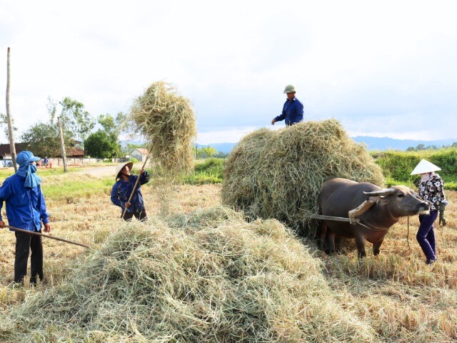 Nghề lạ ở Việt Nam: Đến mùa gặt tranh thủ gom thứ từng bị vứt bỏ, nay lên đời thành "vàng mềm" giúp nông dân làm giàu