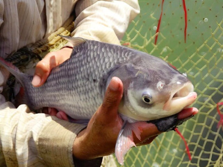 Nghề lạ ở Việt Nam: Nuôi loài cá cầm một tay không xuể, giá bán gần 500.000 đồng/kg giúp nông dân làm giàu