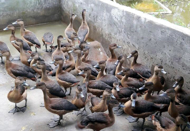 Thức ăn chính của le le là lúa, rong rêu, lục bình, ngô nghiền, có thể bổ sung thêm tôm, tép, cá nhỏ.