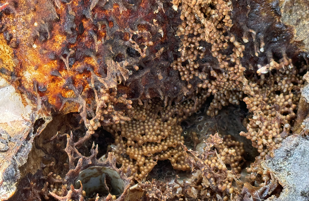 Anh Vũ cho biết, ong dú rất dễ nuôi, chỉ cần che mưa đừng để nước thấm vào thùng gỗ làm ẩm mốc bên trong thì ong sẽ phát triển tốt.