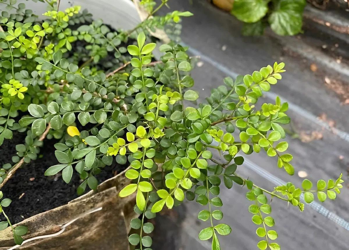 Với những hộ trồng từ 10.000 cây, sản lượng thu hoạch mỗi năm lên đến 3 tấn lá khô, tương đương doanh thu từ vài trăm triệu đến 1 tỷ đồng/năm.