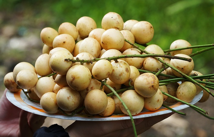 Ngày nay, dâu Hạ Châu không chỉ xuất hiện ở các chợ, sạp trái cây hay những chuyến ghe xuồng tấp nập mua bán mà còn trở thành trải nghiệm không thể thiếu của du khách khi đặt chân đến Cần Thơ.