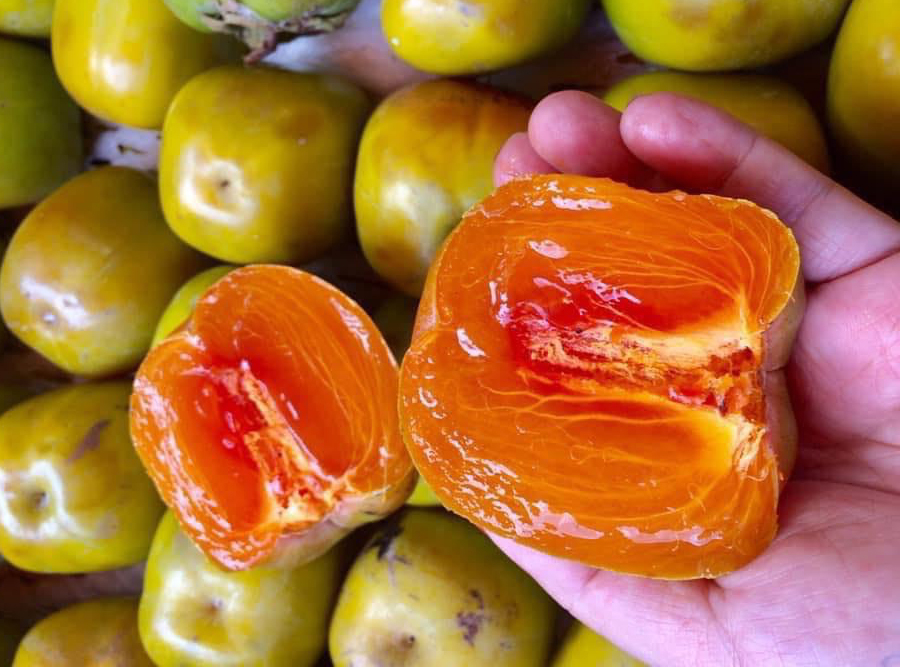 Dù chỉ thu hoạch duy nhất một mùa, nhưng nhờ giá trị cao, cây hồng da tre vẫn được bà con tỉ mỉ chăm bón quanh năm để đủ sản lượng cung cấp cho thị trường.