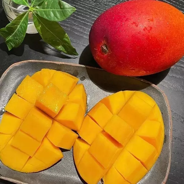 Tính mùa vụ ngắn ngủi từ tháng 4 đến tháng 8 đã khiến xoài đỏ Miyazaki khan hiếm hàng mỗi khi vào vụ.