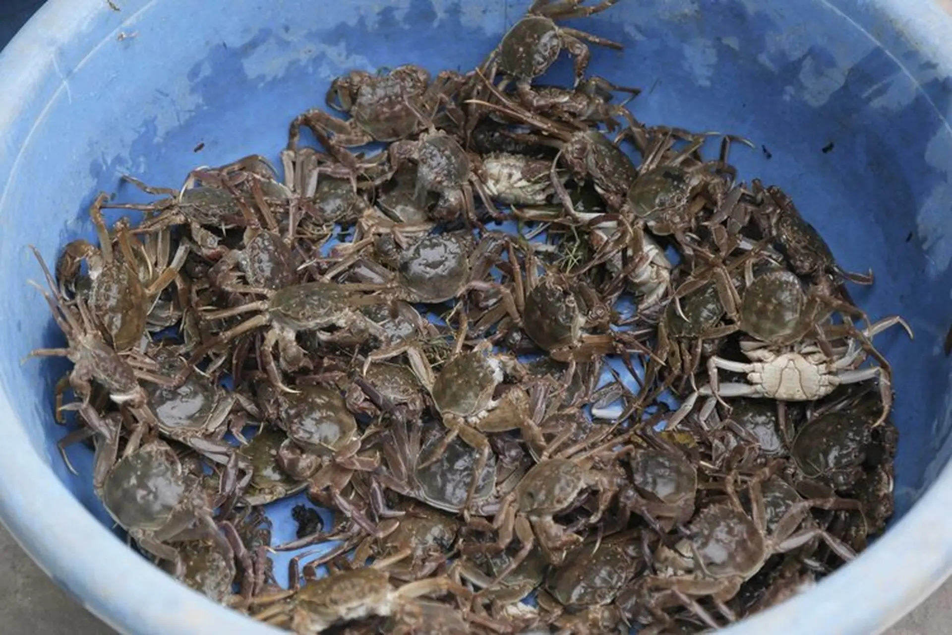 Vào mùa rạm, chợ quê thường không có nhiều hàng, mỗi mối chỉ gom được vài ký nên rạm nên muốn ăn phải đặt trước từ sớm để các tiểu thương để dành.