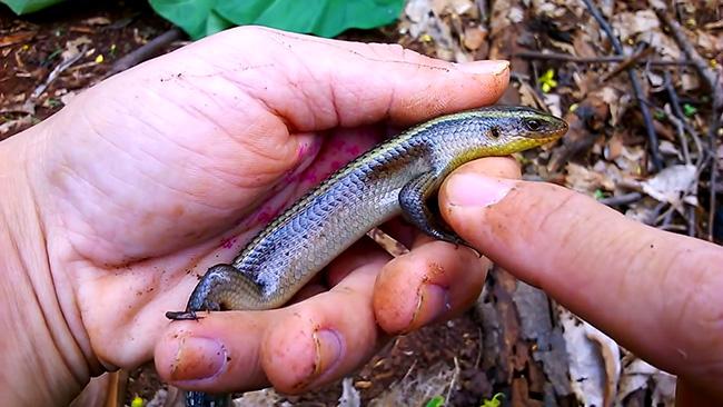 Một số kỹ thuật như tạo độ ẩm vừa phải, bổ sung khoáng chất và tắm nắng định kỳ cũng giúp rắn mối khỏe mạnh và ít bệnh.