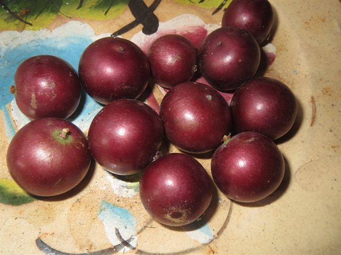 Khi chín quả hồng quân tím mọng, trông rất bắt mắt nhưng muốn ăn ngon khách phải vò giữa 2 lòng bàn tay để giảm vị chát.