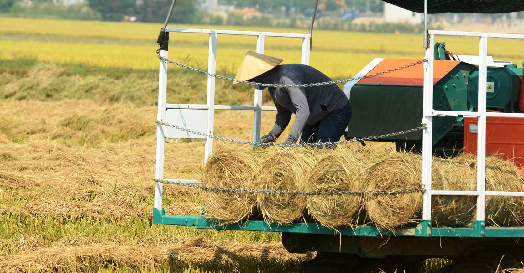 Thứ từng bị vứt bỏ nay lên đời thành đặc sản vàng mềm giúp nông dân kiếm tiền làm giàu 3 Sở dĩ gọi rơm là “vàng mềm” vì giá trị kinh tế cao mà người thu hoạch không tốn nhiều chi phí đầu tư.