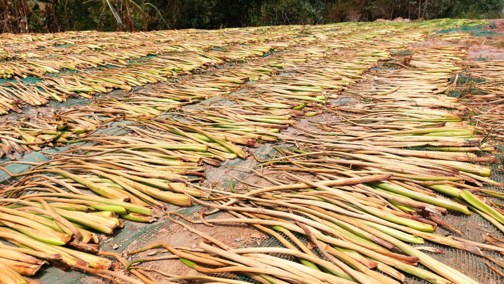 Về vùng quê Nam Bộ, không khó bắt gặp hình ảnh người dân xếp lục bình để phơi khô, trở thành nguồn nguyên liệu đan lát bền, đẹp, dễ tạo hình.