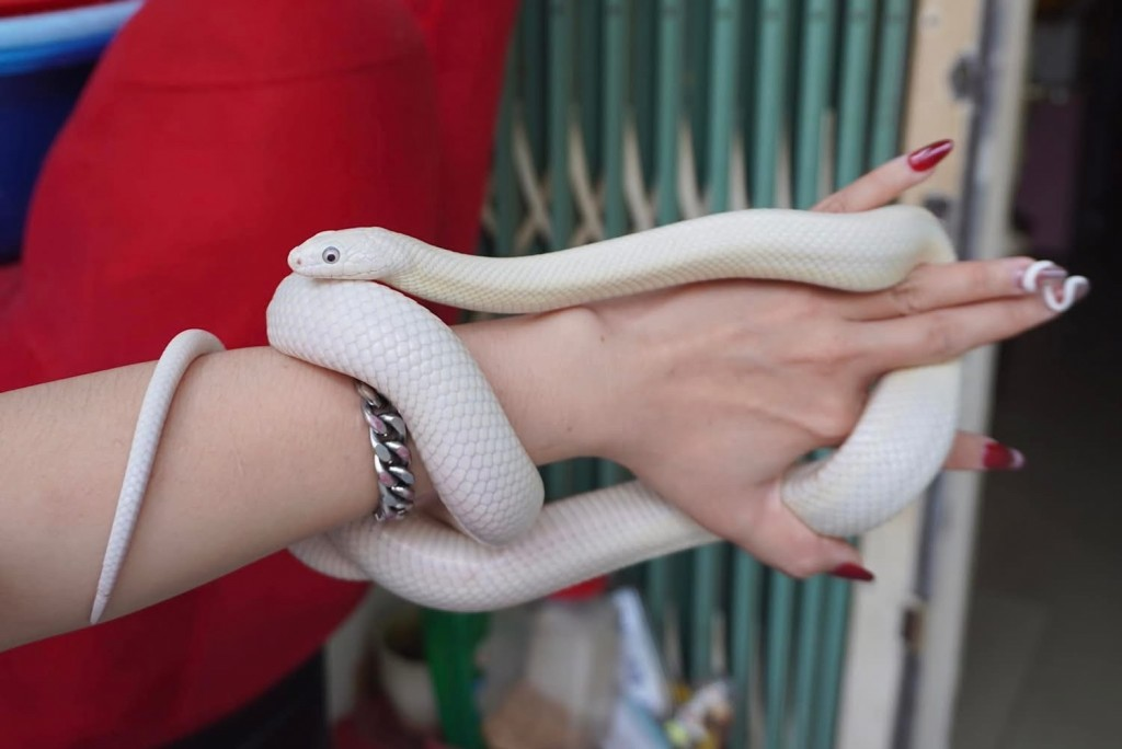 Khác với các thú cưng cần tương tác thường xuyên, rắn có nhịp sinh hoạt rõ ràng và ít di chuyển. Tuy nhiên, người nuôi phải thật sự tìm hiểu rõ và có sự hướng dẫn của chuyên gia trước khi nhận rắn về nuôi.