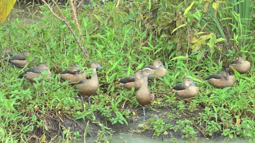 Mỗi tháng, ông Tùng xuất bán 1000 con le le giống với giá từ 250.000-350.000 đồng/con, tùy theo ngày tuổi của le le. Lợi nhuận thu được khoảng 30 triệu đồng/tháng.