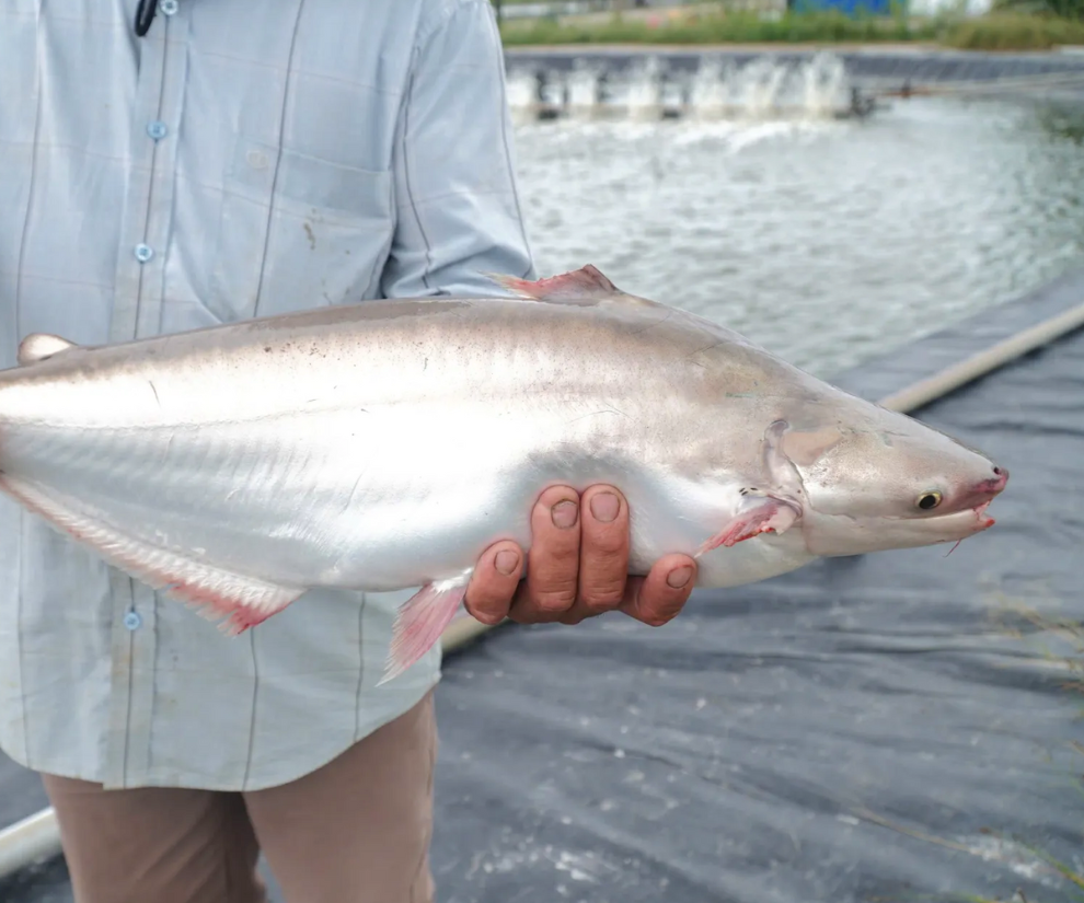 Nhiều hộ nuôi cho biết, chỉ cần thả giống đúng kỹ thuật, chăm sóc đều đặn, cá sinh trưởng tốt, ít bệnh, năng suất cao và giá bán ổn định quanh năm. Giá cá bông lau nuôi thường dao động từ 200.000 - 400.000 đồng/kg, tùy theo kích cỡ.