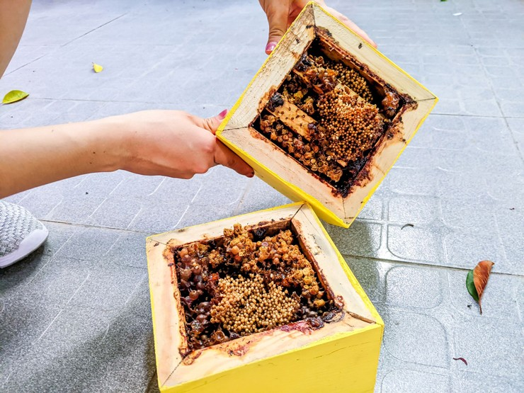 Mỗi tổ ong dú cho 0,5-1 lít mật và vài trăm gram keo ong, phấn hoa mỗi năm. Với giá thị trường từ 1,5 – 2 triệu đồng/lít mật, người nuôi dễ có thu nhập ổn định.