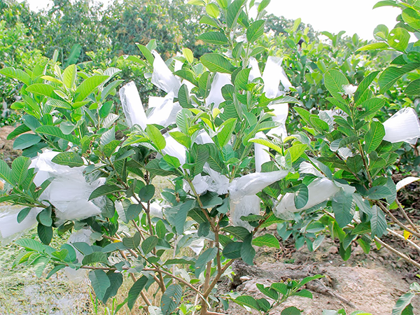 Chỉ cần chăm sóc kỹ càng, theo dõi sát sao tình hình phát triển của cây thì khoảng 4 tháng người trồng có thể thu hoạch 1 lần.