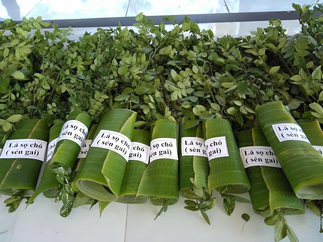 Không chỉ bán lá, người dân còn có thêm nguồn thu từ việc bán giống. Những vườn trồng lâu năm có thể tự nhân giống hàng nghìn cây con, bán với giá 10.000–20.000 đồng/cây, giúp tăng thêm thu nhập mà không tốn nhiều chi phí.