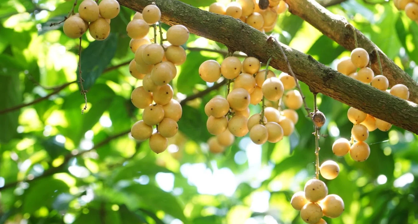 Dâu Hạ Châu có thể cho trái 3 vụ/năm, vụ chính vào tháng 5 âm lịch, vụ thứ 2 vào tháng 7-8 âm lịch, vụ muộn vào tháng 1 âm lịch.