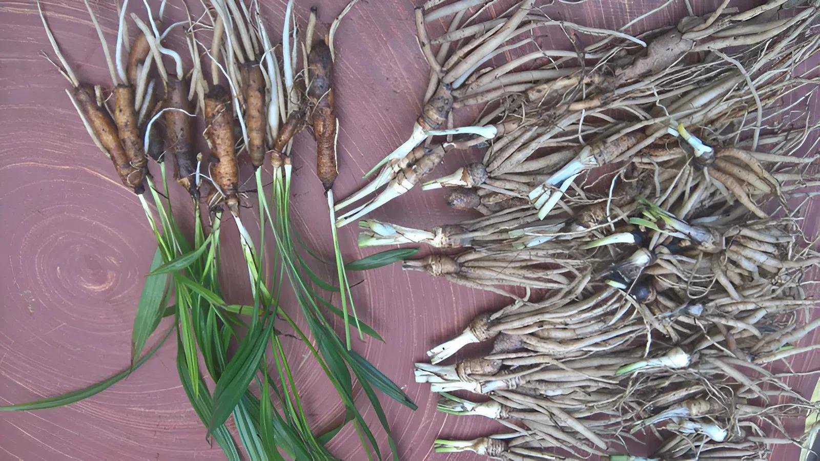 Trong quá trình chế biến, phải rửa sâm cau thật sạch, chọn nguồn cung cấp có uy tín hoặc tuyển chọn kỹ càng. a classTextlinkBaiviet hrefhttps://eva.vn/Phụ nữ/a mang thai và trẻ em là đối tượng tuyệt đối không nên dùng sâm cau.