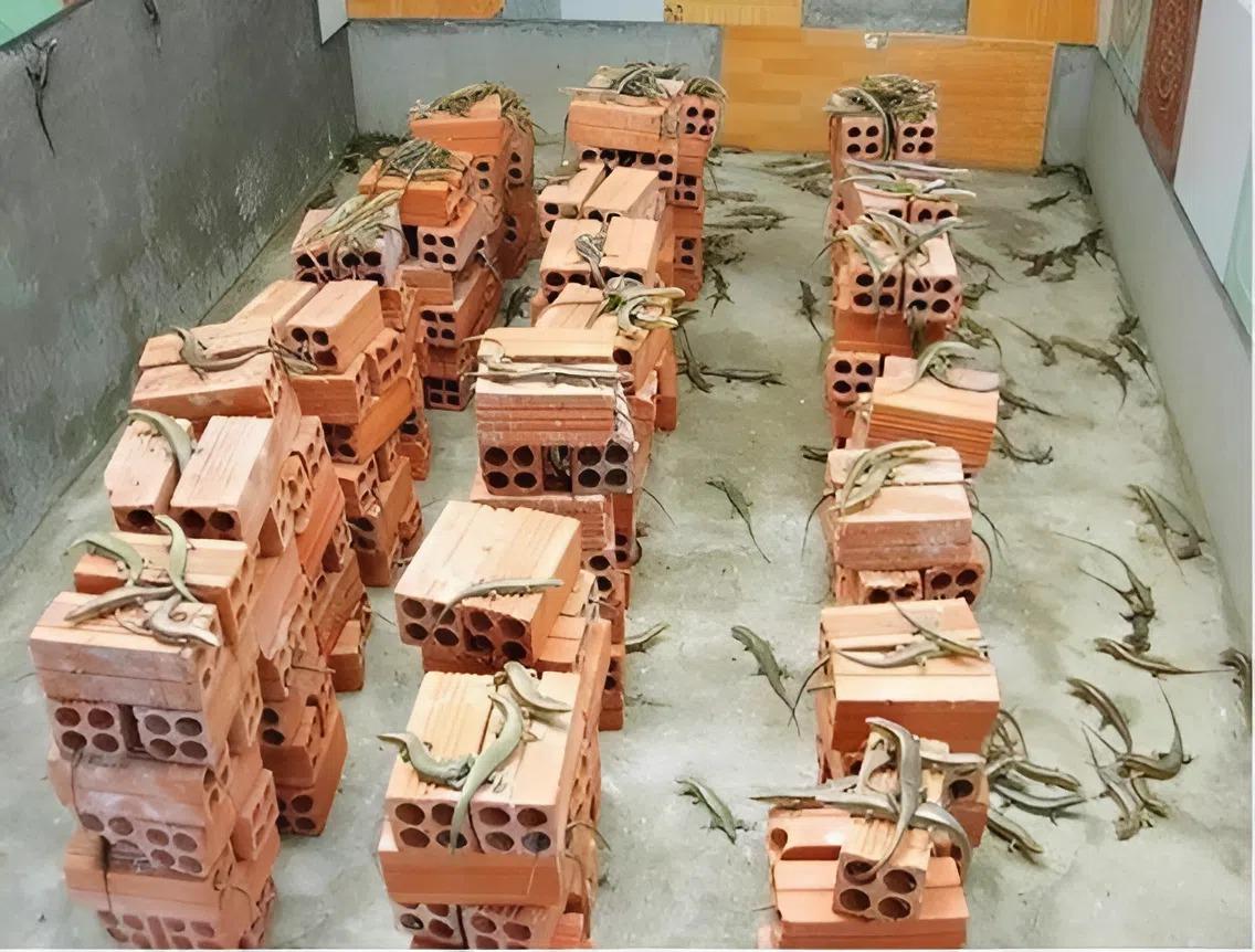 Chuồng trại để nuôi rắn mối cũng không quá phức tạp chỉ cần khô thoáng, có nơi để loài sở hữu chân 5 ngón này chạy nhảy, trú ẩn.