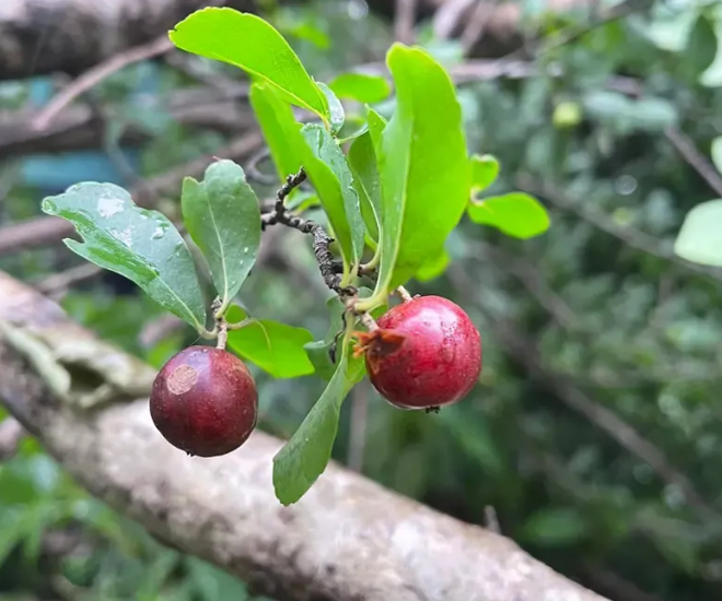 Cây hồng quân còn có tên khác là cây bồ quân, cây bù quân, mùng quân trắng hay mùng quân rừng. Đây là loài cây thân gỗ thuộc họ nhà liễu sống ở vùng đất thấp hoặc rừng núi, phát triển nhiều ở vùng khí hậu nóng ẩm.