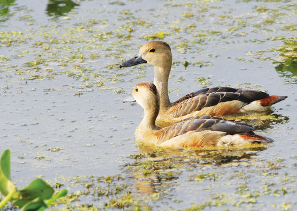 Le le có sức đề kháng tốt, ít bệnh tật hơn so với các loài gia cầm khác. Nếu được chăm sóc đúng kỹ thuật, tỷ lệ hao hụt thấp, lợi nhuận thu về khá ổn định.