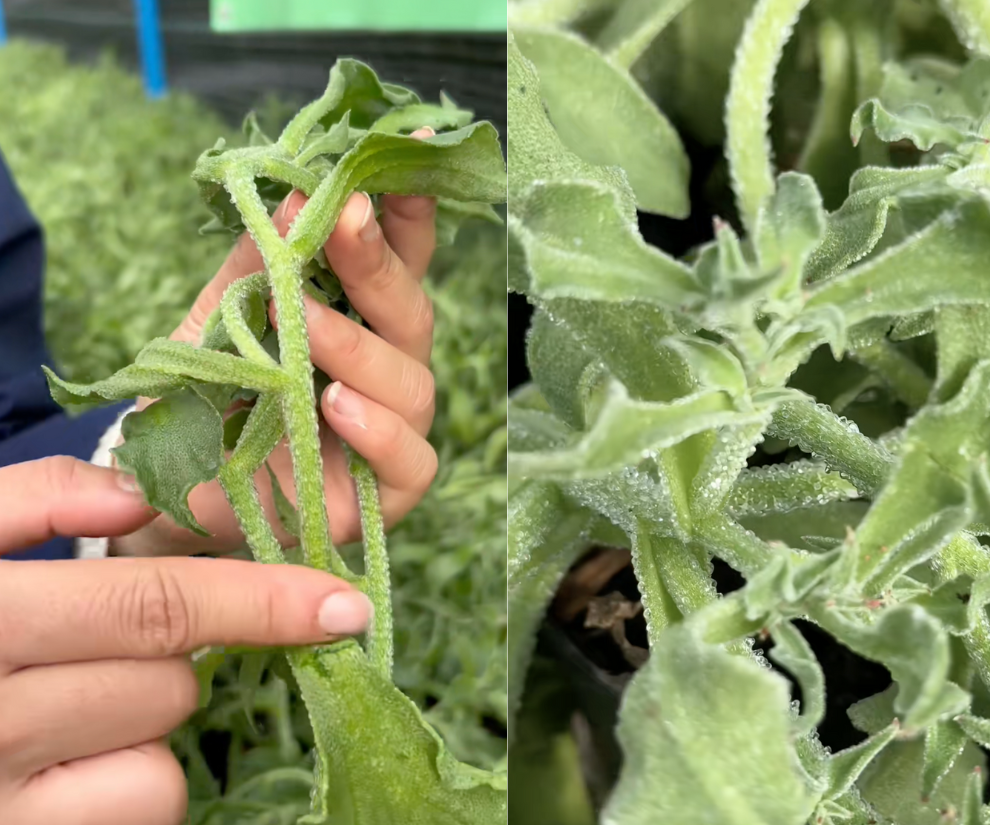 Ở thời điểm HOT trên mạng xã hội, nhiều người tìm mua thì rau kim cương có giá lên đến 300.000 đồng/kg. Hiện, giá rau này đã ổn định hơn dao động từ 80.000-150.000 đồng/kg.