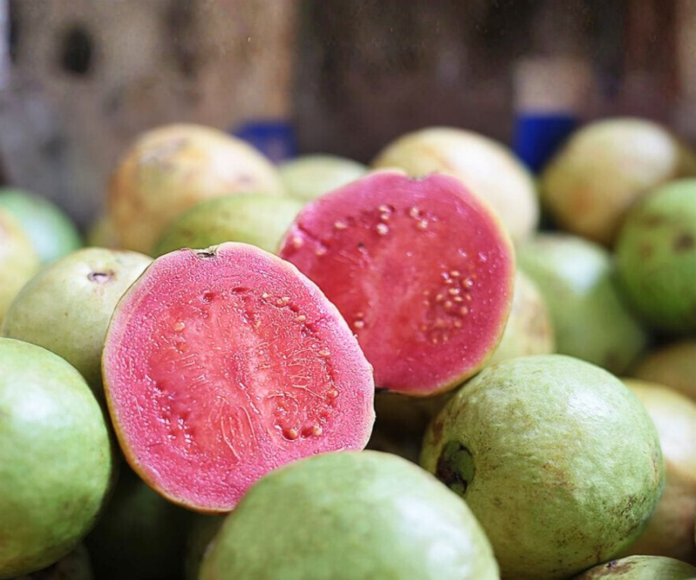 Thấy ổi hồng dễ chăm, năng suất cao, lại được cam kết đầu ra, nhiều người mạnh dạn chuyển đổi đất trồng lúa hoặc cây ăn quả kém hiệu quả sang ổi hồng.