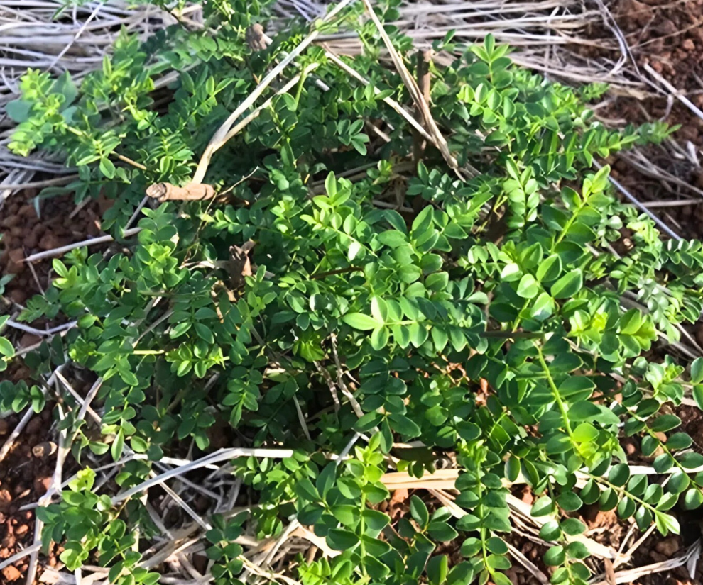 Cây sọ chó còn có tên gọi khác là sẻn đen, sẻn gai, truông lá nhỏ, mọc hoang dại tại núi rừng các khu vực như Huế, Quảng Trị, Lâm Đồng, Gia Lai… Cây này thường được dùng là gia vị trong nấu ăn.