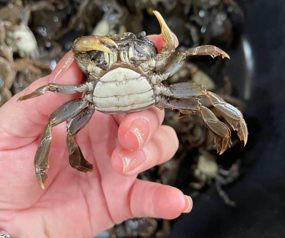 Bắt rạm khó, đòi hỏi kinh nghiệm của những người nông dân đi “săn rạm”. Do đó, khiến giá rạm trôi cao hơn rạm thường, nhưng vẫn được giới sành ăn săn lùng mỗi khi vào mùa.