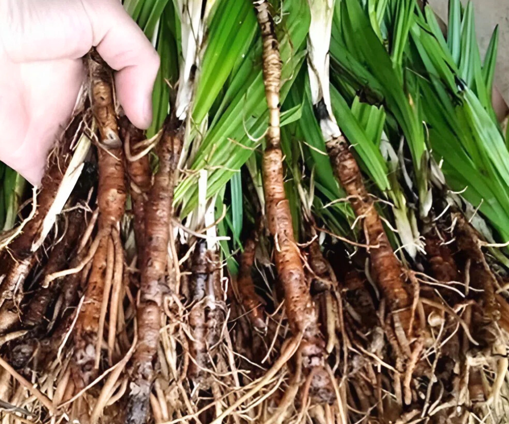 Sâm cau là một loại cây dược liệu có củ màu đỏ, mọc tự nhiên ở các vùng núi. Phân bố chủ yếu ở các tỉnh miền núi phía Bắc như Lào Cai, Điện Biên… và một số vùng đồi núi ở Lâm Đồng.